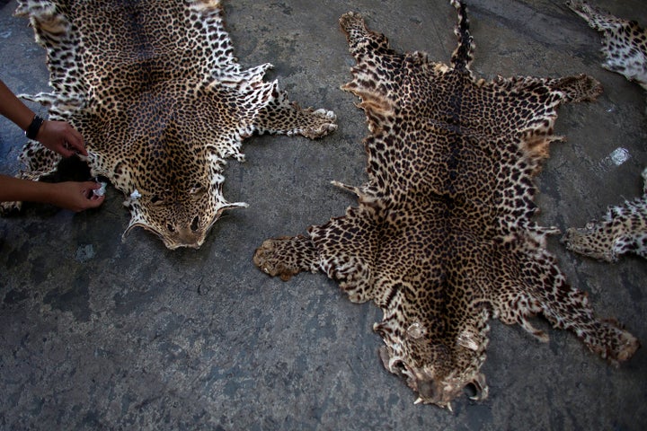 Leopard skins seized by Hong Kong customs officials.