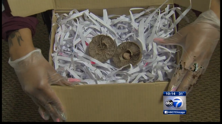 This is part of the "pong pong" seed that was delivered to a Chicago family's home from Thailand. A mother says the seed
