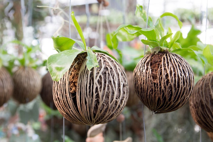 Pong pong seeds, which grow from cerbera odollam or "suicide trees," can be purchased online as decorative items.