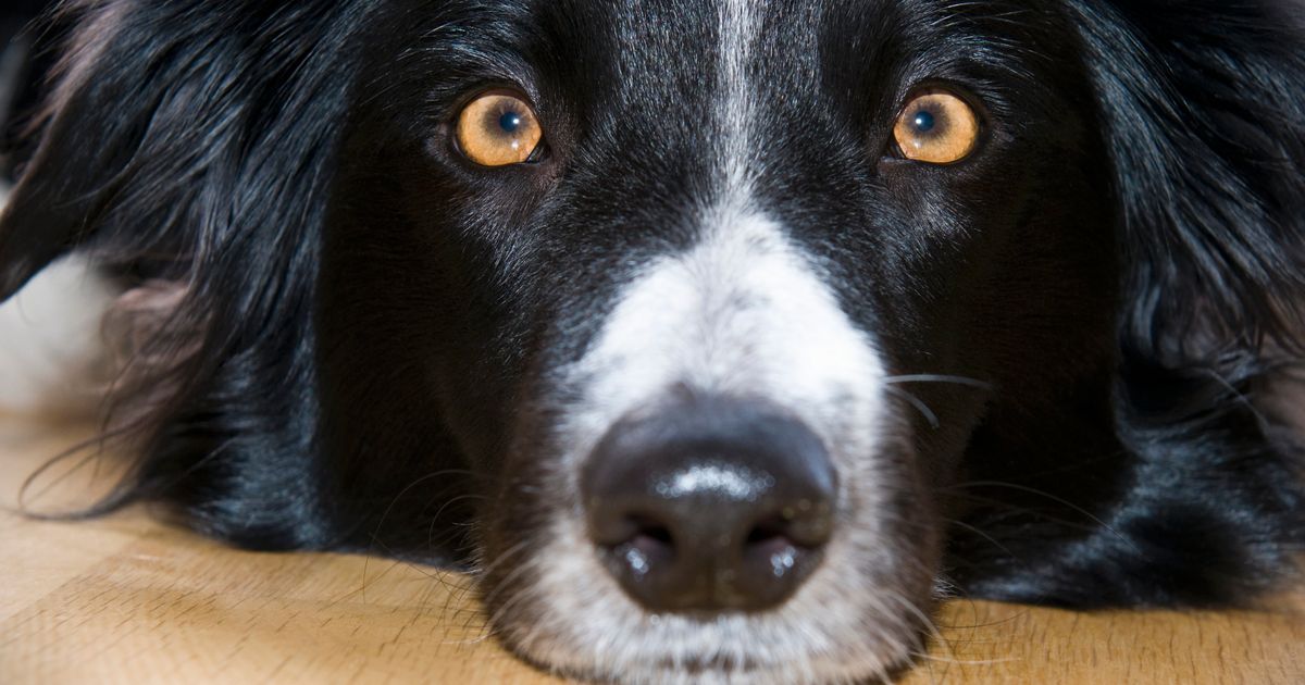 Dogs Have A Very Special Way Of Seeing Human Faces