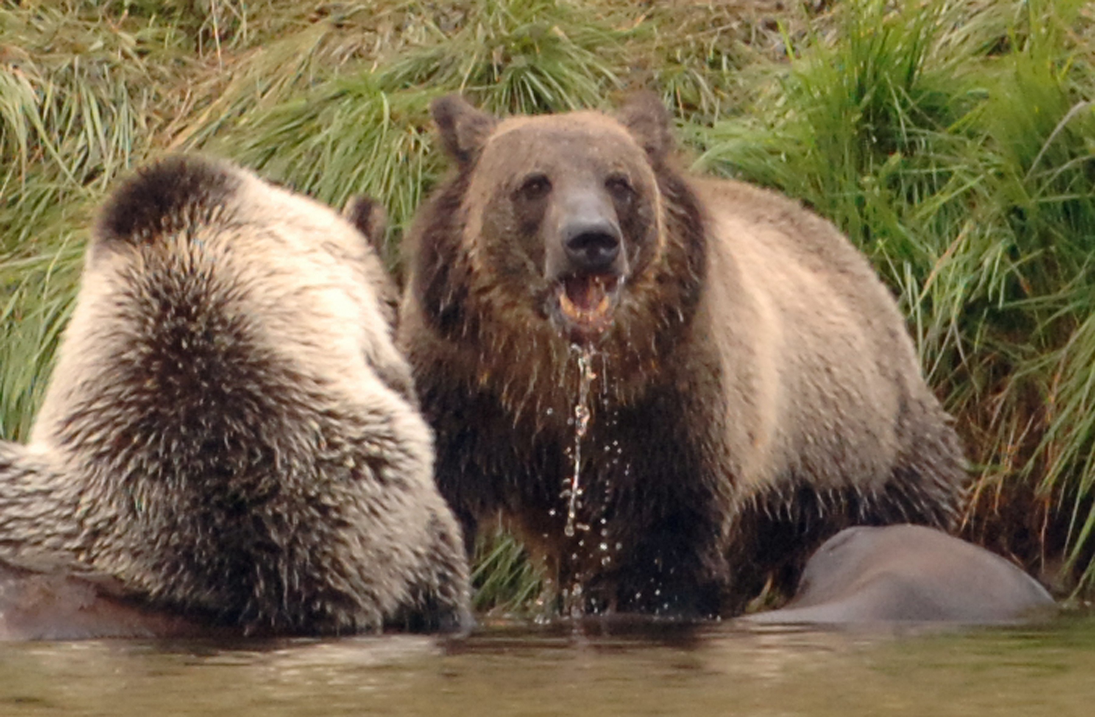 Feds Propose Lifting Protections For Yellowstone Grizzly Bears ...