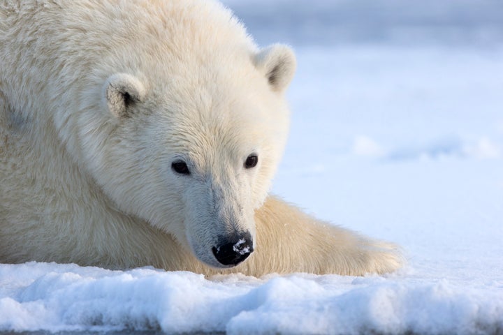 An Alaskan polar bear.