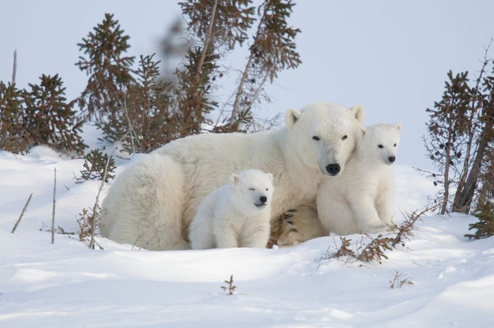 Mother polar bear with cubs.