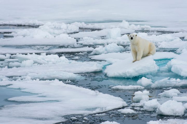 Polar bear using sea ice.