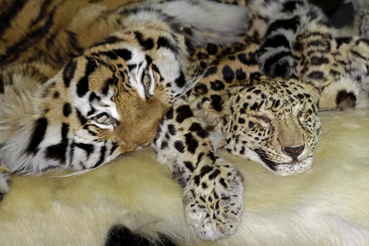 Skins of Amur tigers and Amur leopards confiscated in Russia.