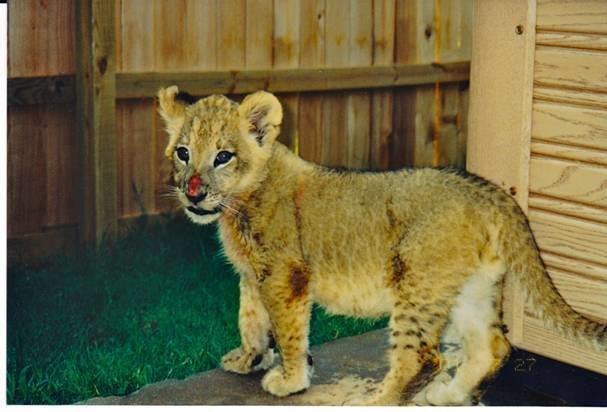 When the trio was discovered in 2001, Leo had an open and infected wound on his nose.