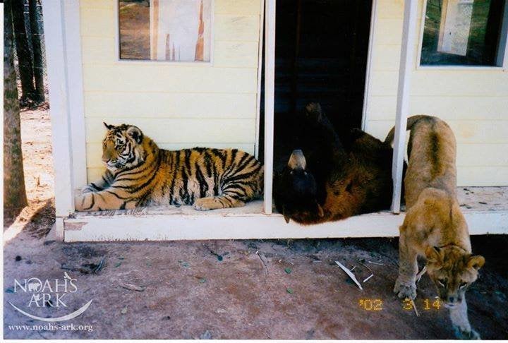 All of them almost 1 year old, Shere Khan, Baloo and Leo hang out on the front porch in 2002.