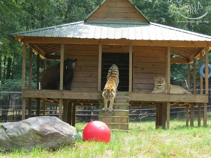 Heart-warming! Cute tiger and lion cubs become best friends in