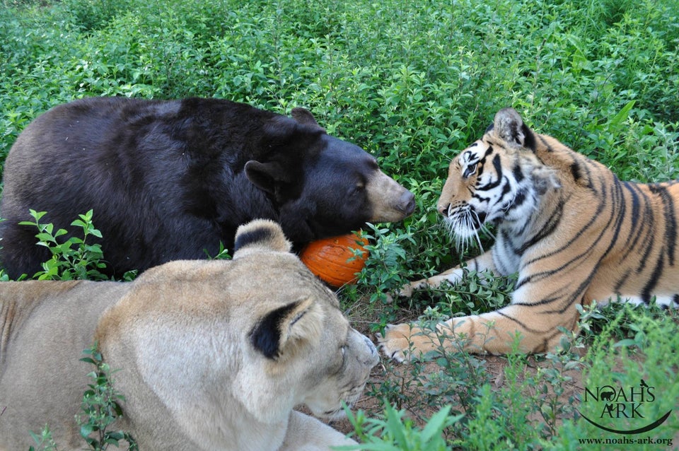 How A Lion, Tiger And Bear Became Ride-Or-Die Friends | HuffPost Good News