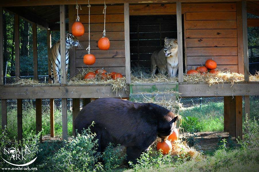 Send 3 baby tigers to sanctuary – not the black market Animals