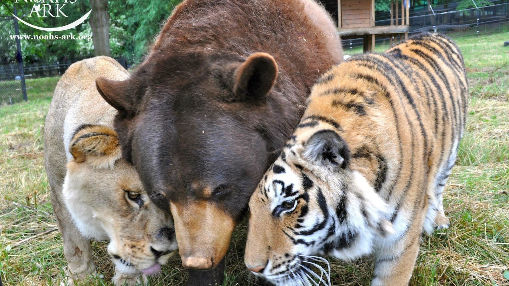 How A Lion, Tiger And Bear Became Ride-Or-Die Friends | HuffPost ...
