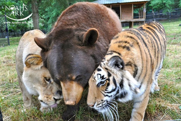 Lion, tiger and bear, oh my!