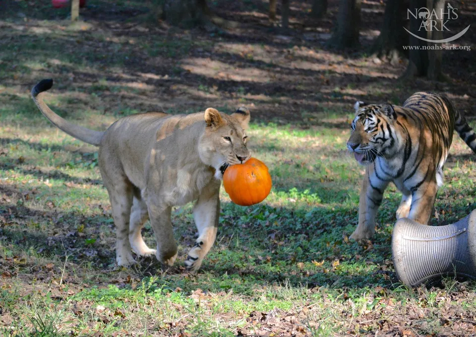 Lions and tigers play ball