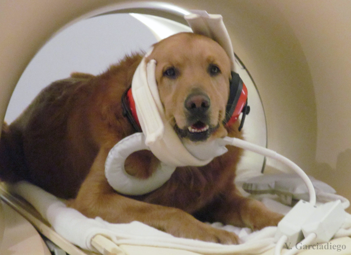 A golden retriever inside an fMRI scanner wears earmuffs to help protect its ears. 