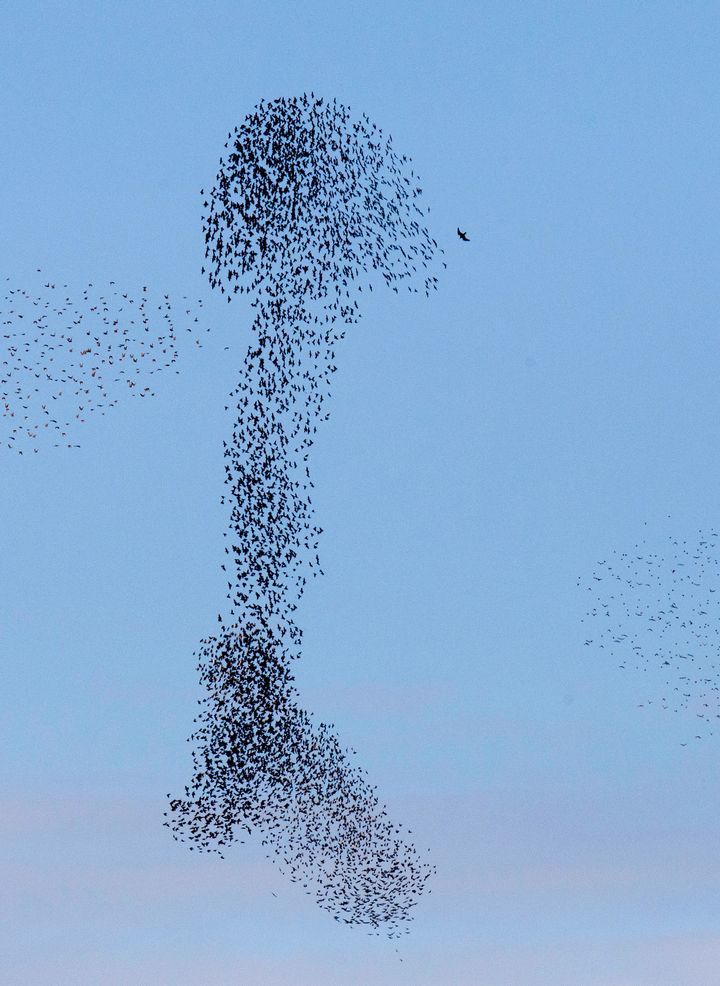 The starlings' penis formation truly reaches for the sky.