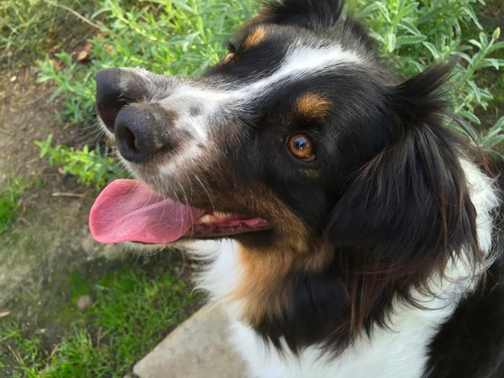 Toby is a 2-year-old Australian Shepherd with two noses.