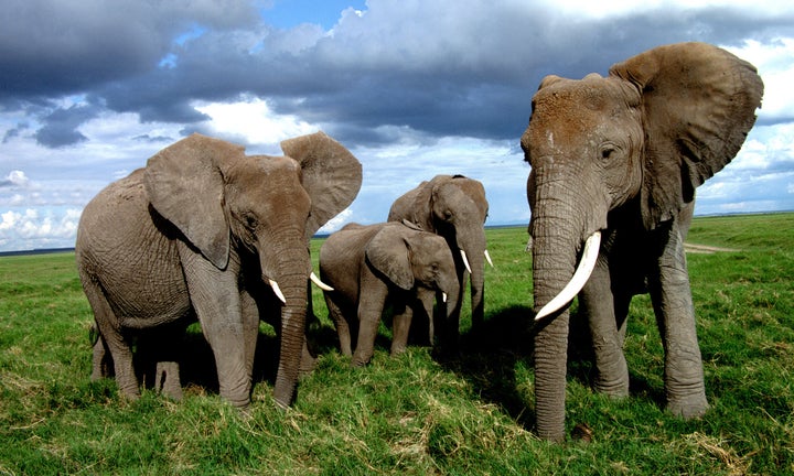 Thousands of African elephants are killed each year, often for nothing more than their tusks.