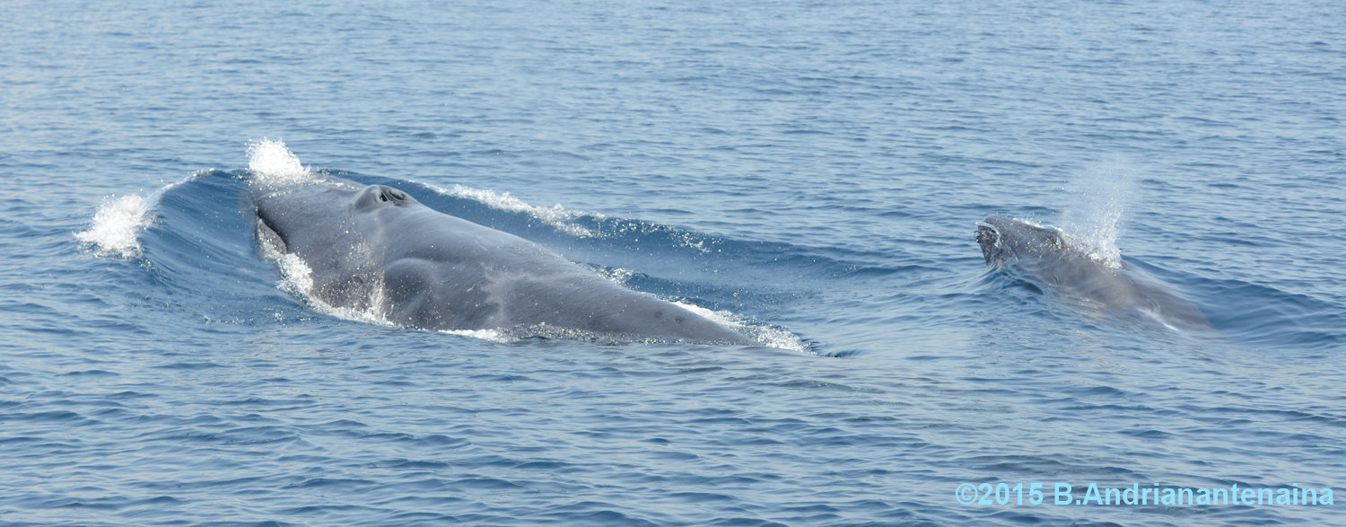 Mother And Calf Of Elusive Whale Species Frolic In New Video | HuffPost