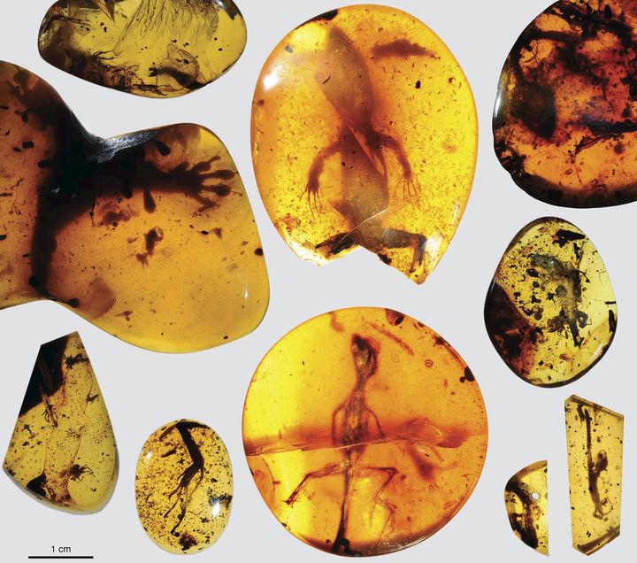 Various lizard specimens are shown preserved in ancient amber from present-day Myanmar in Southeast Asia.