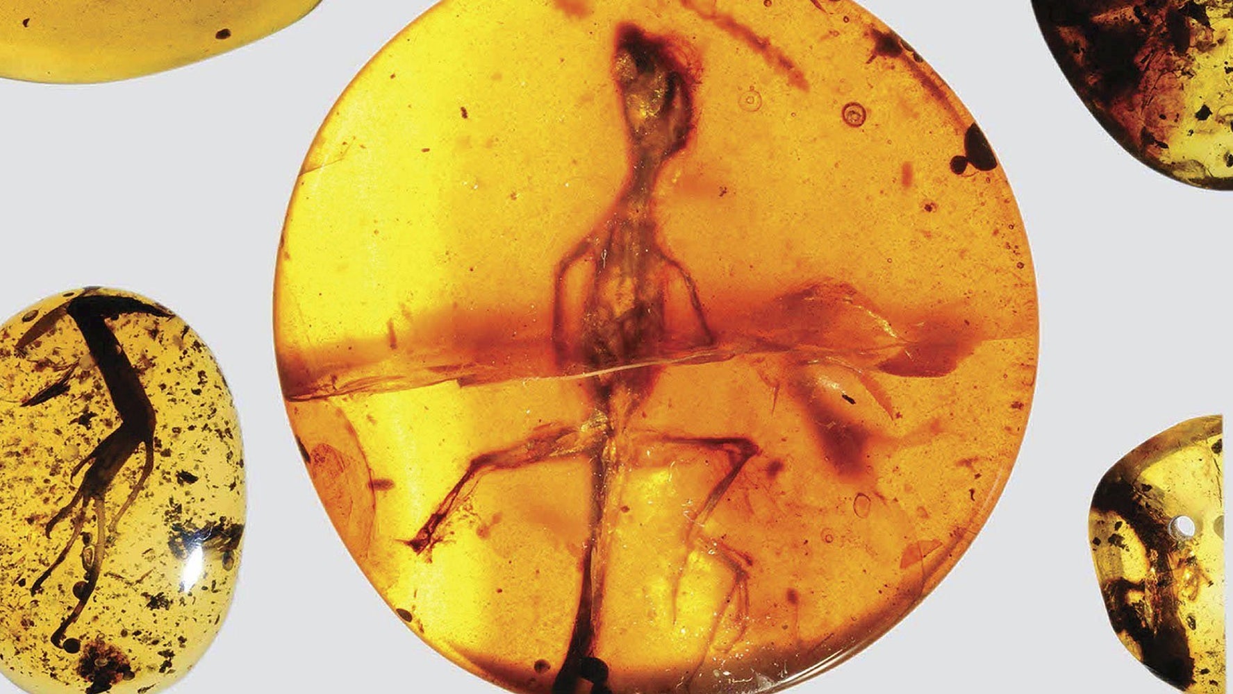 Lizard Found Preserved In Amber Is 99MillionYearsOld, Scientists Say