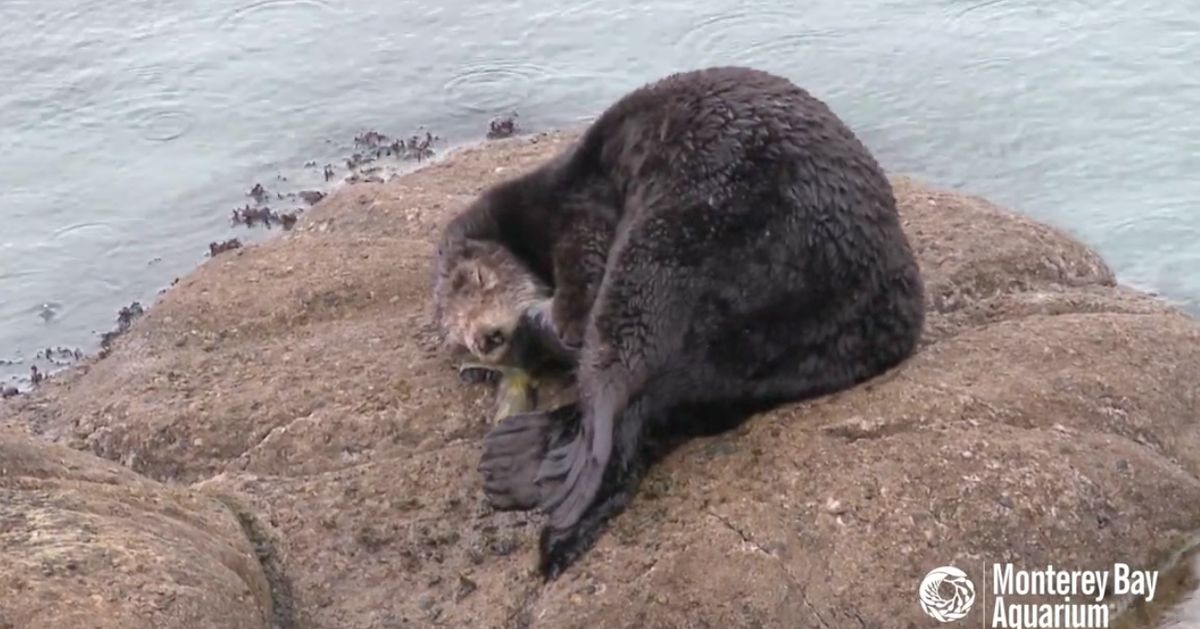 Rare Video Captures Wild Sea Otter Giving Birth Huffpost Weird News