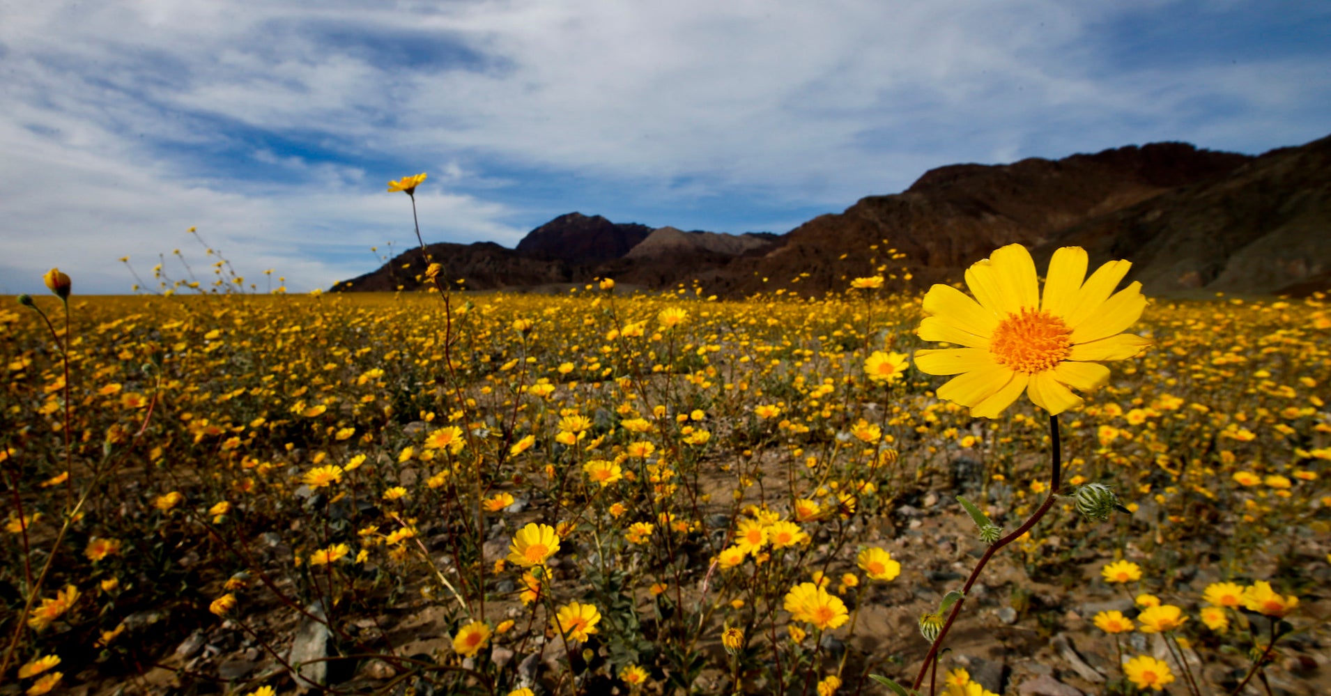 Death Valley Is Having A Rare And Magical 'Super Bloom' HuffPost