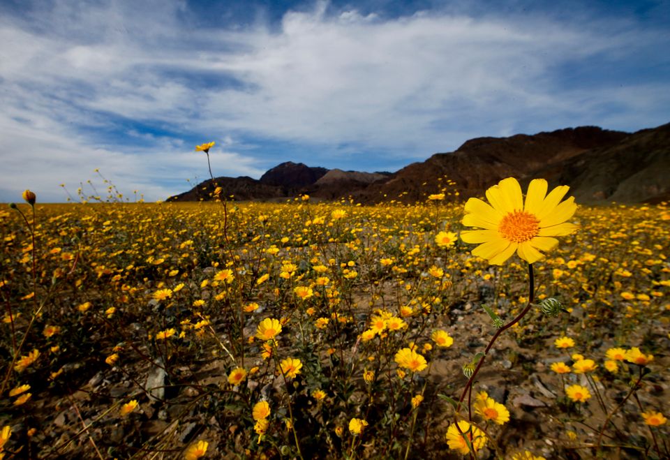 Death Valley Is Having A Rare And Magical 'Super Bloom' | HuffPost Life