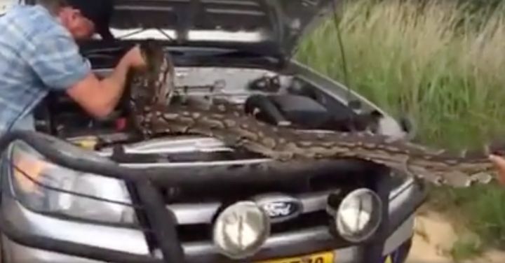 A massive python is seen being removed from a family's engine in Zimbabwe.