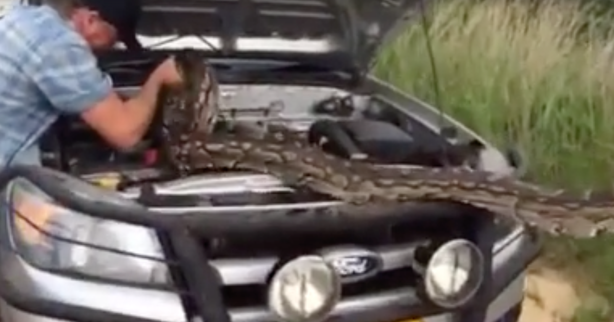 'Daddy, Don't Put That Thing In The Car!' Family Finds Stowaway Python ...