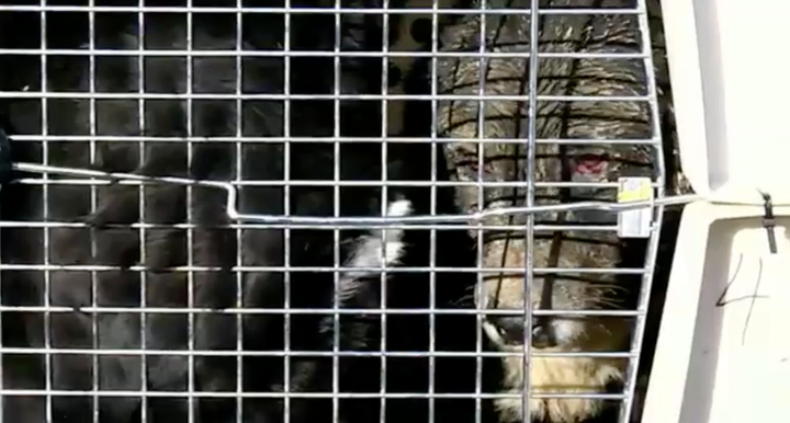 Couple Pulls Paw-some Move And Rescues All 265 Dogs From Overcrowded Shelter | HuffPost Good News Couple Pulls Paw-some Move And Rescues All 265 Dogs From Overcrowded Shelter | HuffPost Good News