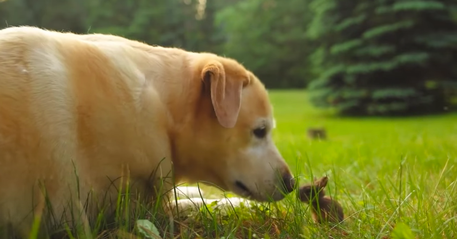 This Dog Playing With A Baby Bunny Will Make Your Heart Thump HuffPost