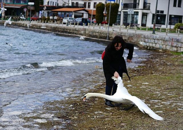 A tourist was photographed dragging a swan out of a lake for a selfie.