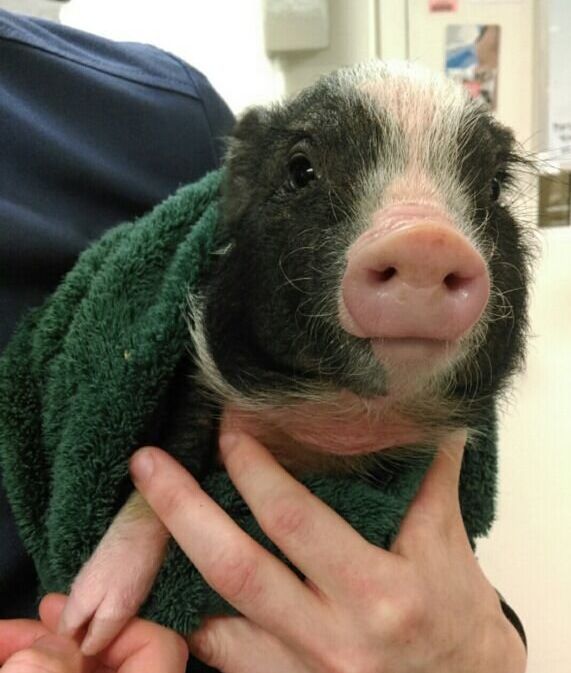 The little piglet is estimated as being just a few months old.