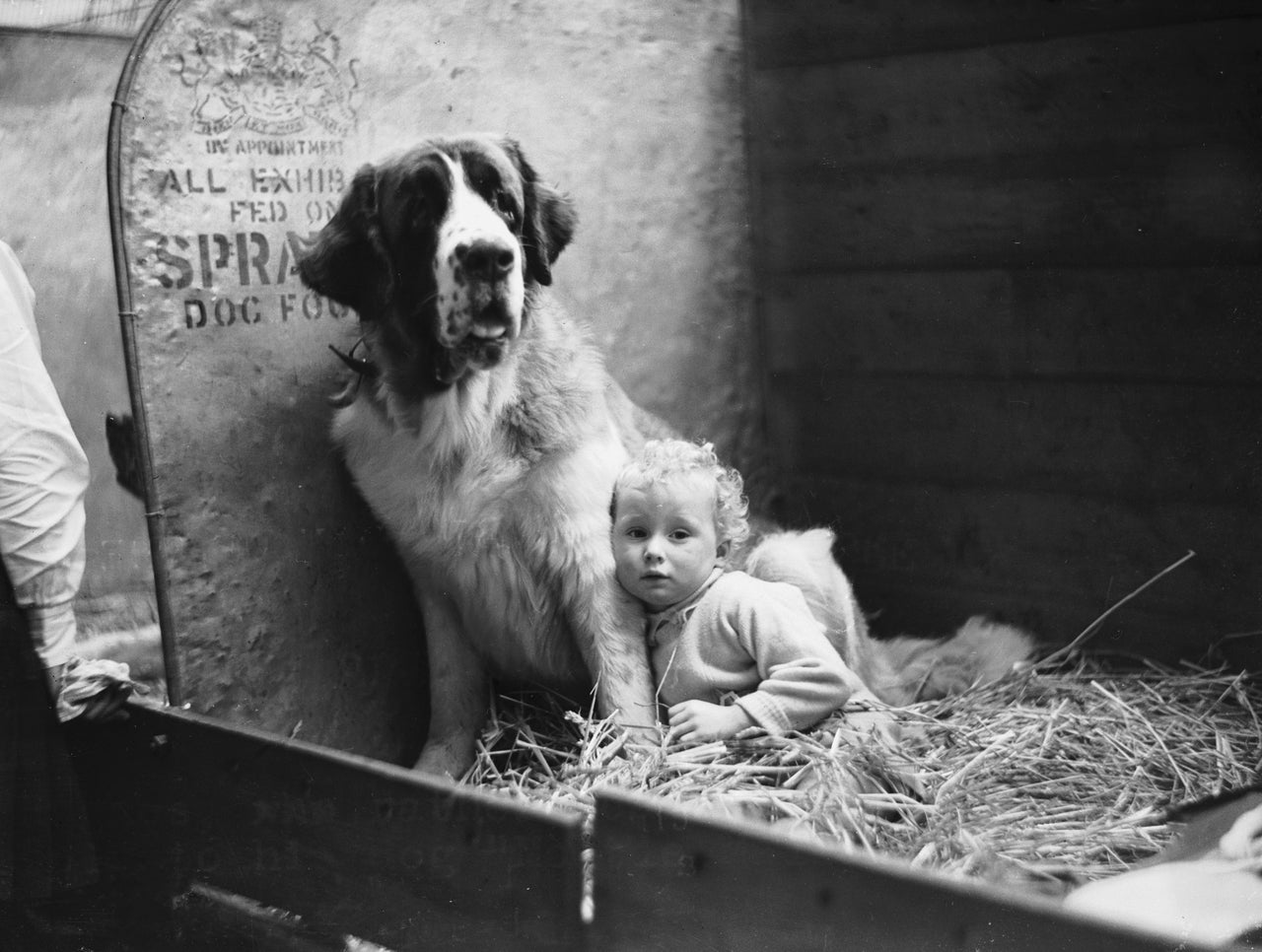 Baby John Hughes with his St Bernard, 'Moltie Mallone' at Cruft's dog in 1937.