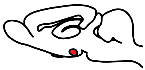 In this diagram of the mouse brain, the front of the brain is at the left. The red spot represents the VMHvl.