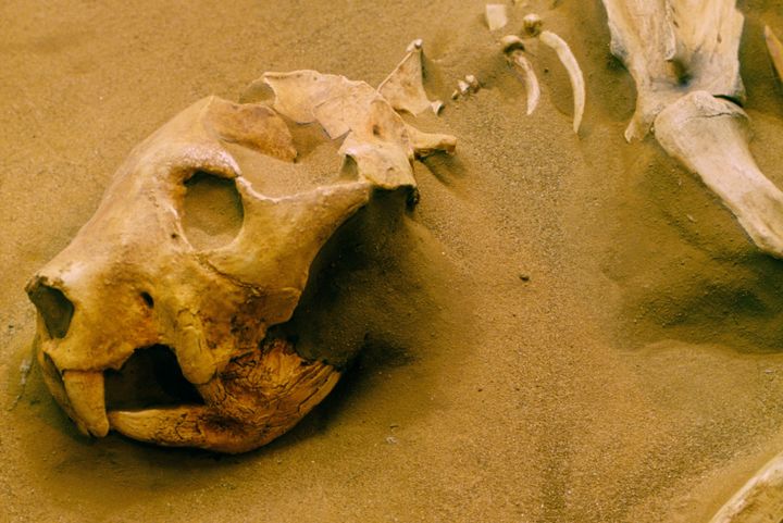 Thylacoleo carnifex skeleton