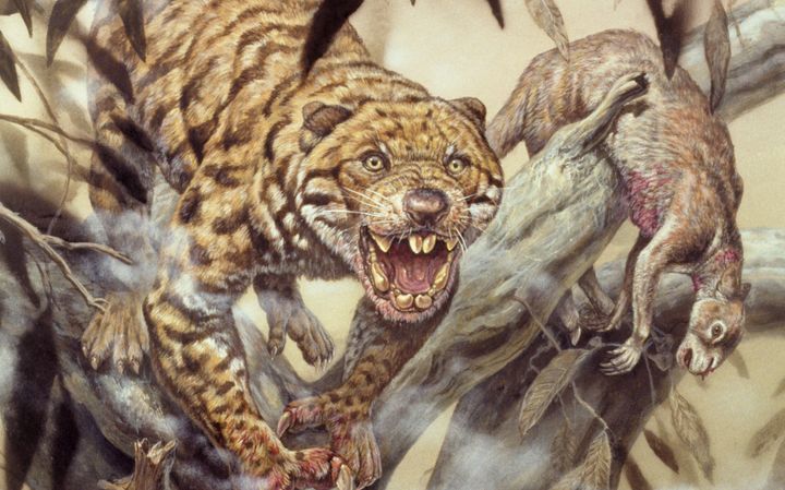 An artist's sketch of what the marsupial lion may have looked like.