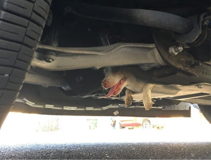 A terrified Chihuahua mix sought shelter in the wrong place.