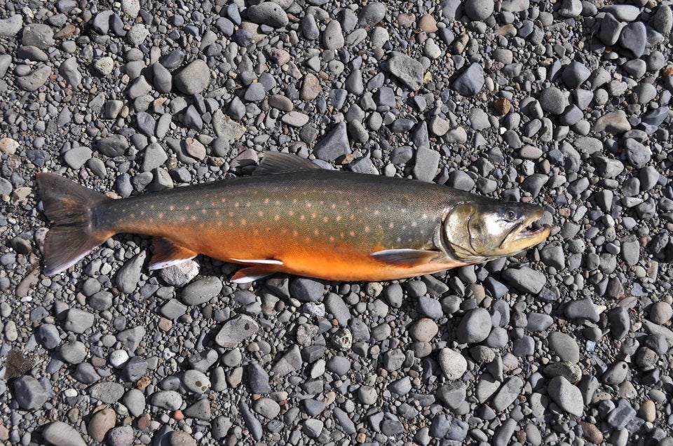 Arctic Char