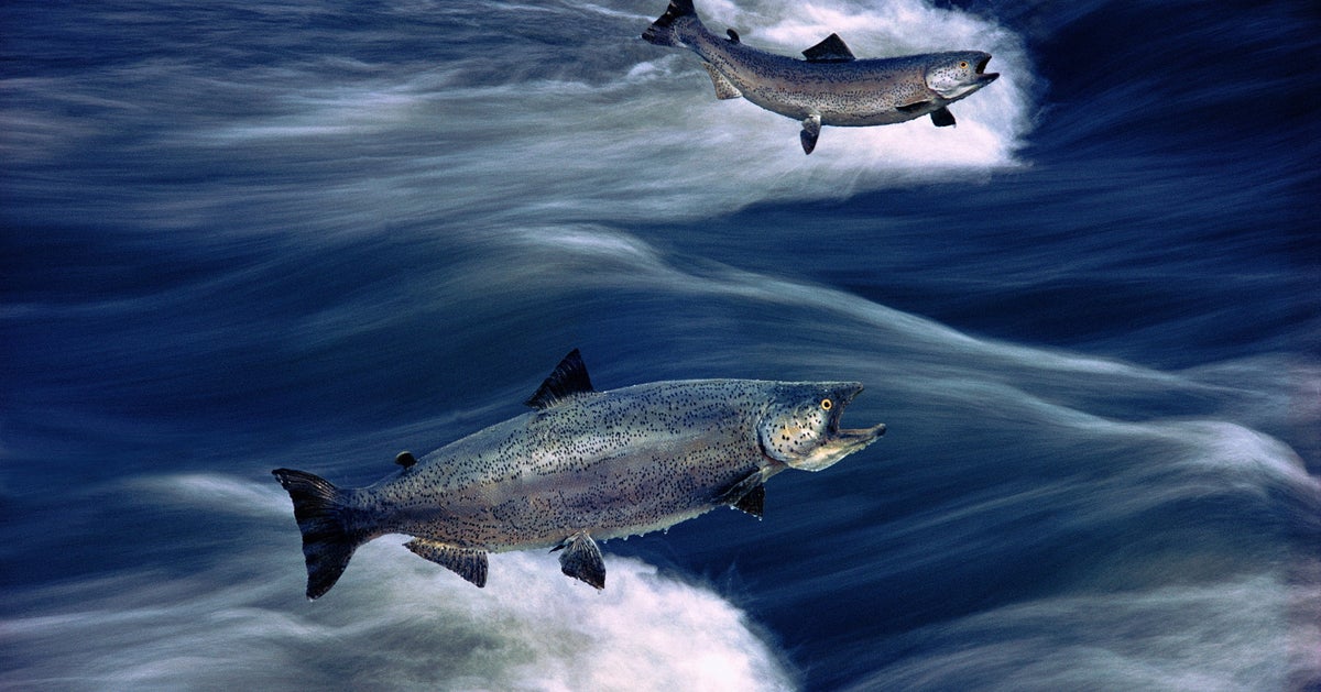 Is Your Favorite Fish Environmentally Sustainable? | HuffPost Life