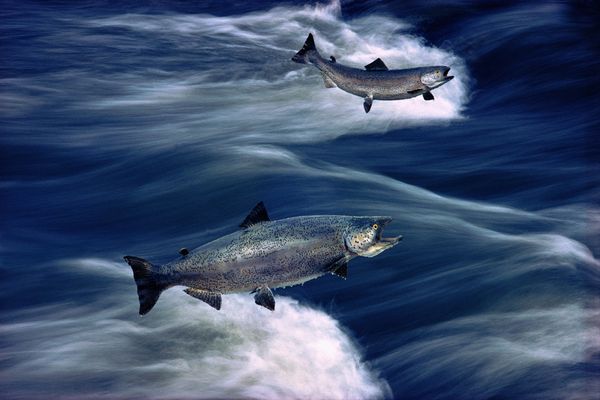 Man Buys Single Fish For More Than Half A Million Dollars