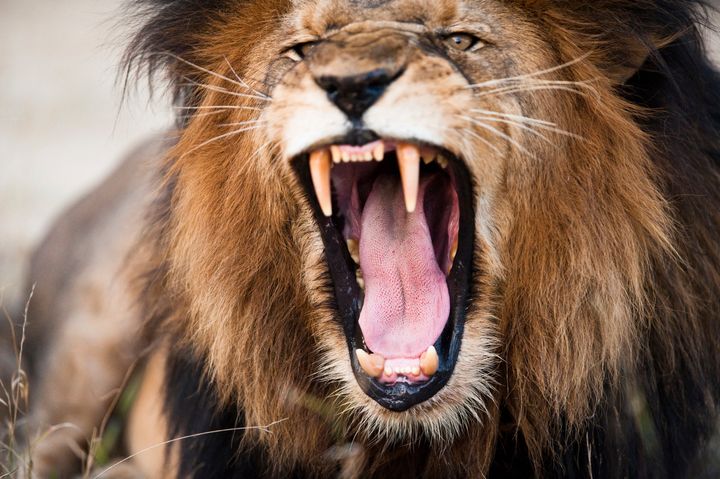 A lion seen in South Africa's Kruger National Park. A park spokesman says they have no evidence that self-styled Christian "prophet" Alec Ndiwane charged a group of lions in the park.