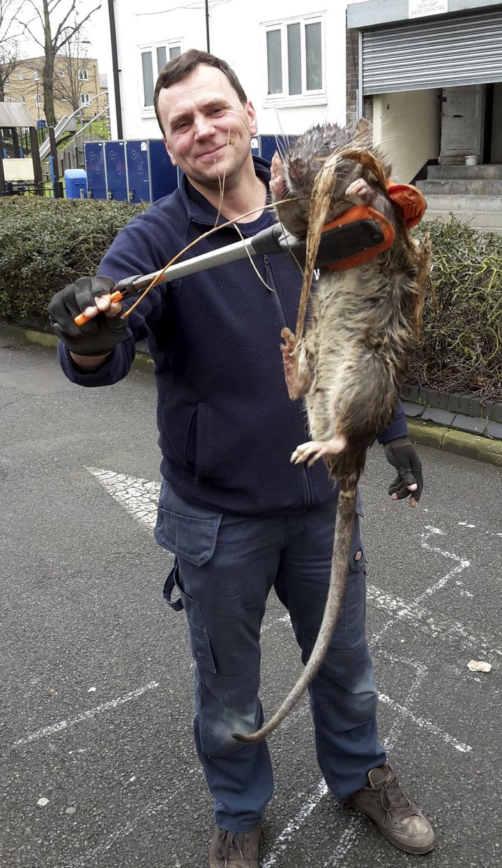 James Green pictured with the huge rat.