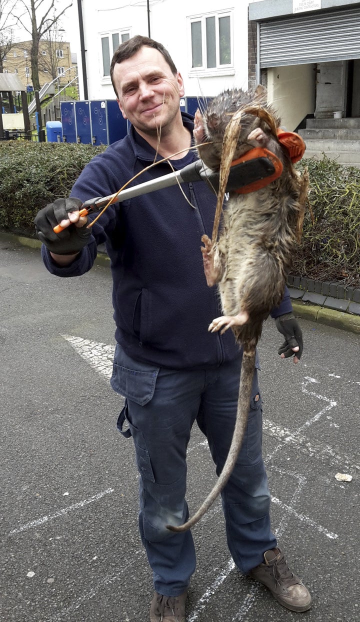 James Green pictured with the huge rat.