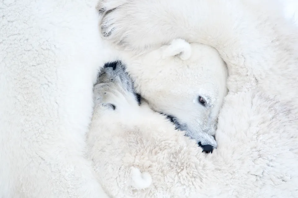 12 Pics Of Animals Hugging Each Other That Make You Awe  6