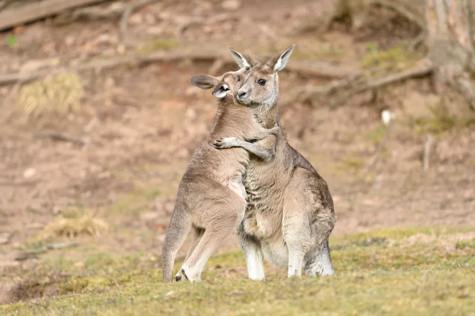 12 Pics Of Animals Hugging Each Other That Make You Awe  7 