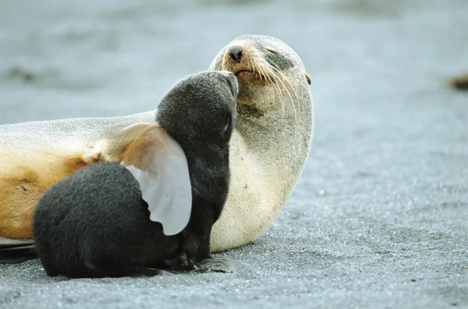 12 Pics Of Animals Hugging Each Other That Make You Awe  8