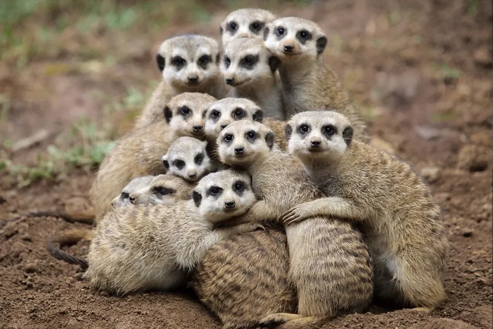 19 Amazingly Cute Pictures Of Animals Hugging | HuffPost UK News