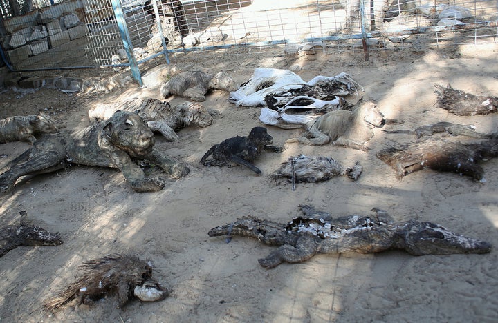 Two hundred animals have died from starvation in a zoo in Gaza.