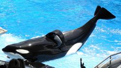 The Real Story Behind SeaWorld's 'Clearly Wrong' Statement On Its Dying Orca